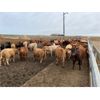 Image 2 : South Island Farms - 830# Heifers - 75 Head (Bow Island, AB)