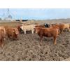 Image 3 : South Island Farms - 830# Heifers - 75 Head (Bow Island, AB)