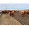 Image 4 : South Island Farms - 830# Heifers - 75 Head (Bow Island, AB)