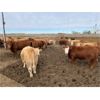 Image 5 : South Island Farms - 830# Heifers - 75 Head (Bow Island, AB)