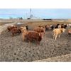 Image 6 : South Island Farms - 830# Heifers - 75 Head (Bow Island, AB)