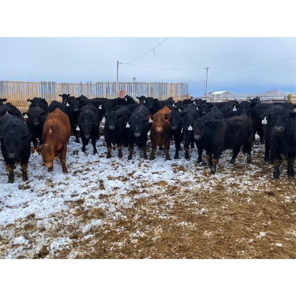 Deseret Ranches - 820# Steers - 105 Head (Raymond, AB)