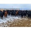 Image 1 : Deseret Ranches - 820# Steers - 105 Head (Raymond, AB)