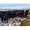 Image 3 : Deseret Ranches - 820# Steers - 105 Head (Raymond, AB)