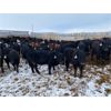 Image 4 : Deseret Ranches - 820# Steers - 105 Head (Raymond, AB)