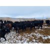 Image 6 : Deseret Ranches - 820# Steers - 105 Head (Raymond, AB)