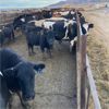 Image 2 : Idaho Dairies/Ranches - 176 Cows (Burley, ID)