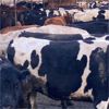 Image 3 : Idaho Dairies/Ranches - 176 Cows (Burley, ID)