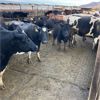 Image 5 : Idaho Dairies/Ranches - 176 Cows (Burley, ID)