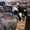 Image 1 : Idaho Dairies/Ranches - 85 Cows (Burley, ID)