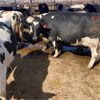 Image 2 : Idaho Dairies/Ranches - 85 Cows (Burley, ID)