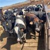 Image 4 : Idaho Dairies/Ranches - 85 Cows (Burley, ID)