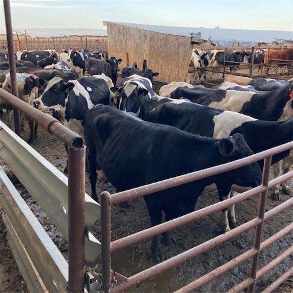 Idaho Dairies/Ranches - 91 Cows (Burley, ID)