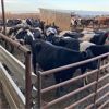 Image 1 : Idaho Dairies/Ranches - 91 Cows (Burley, ID)