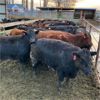 Image 1 : Idaho Dairies/Ranches - 63 Cows (Burley, ID)