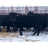 Image 1 : Pen 506 - 19 Black Angus X Bred Cows - K&K Livestock