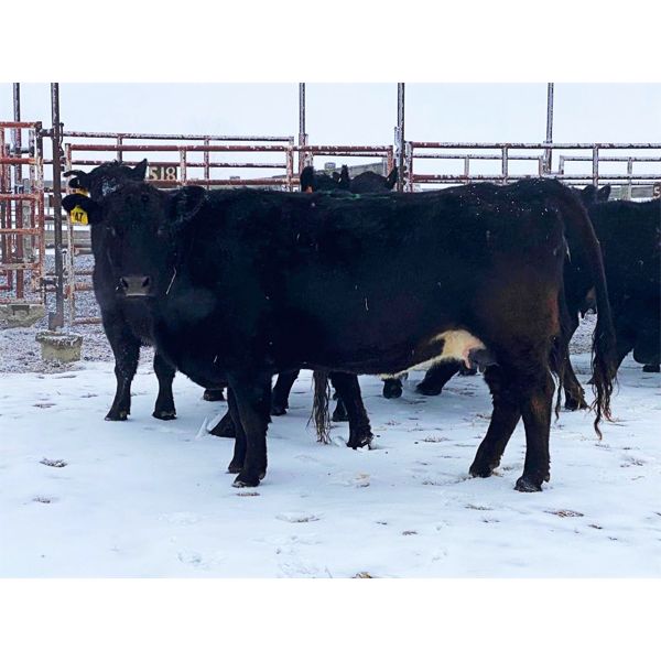 Pen 510 - 15 Black Angus X Middle-Aged Bred Cows - K&K Livestock