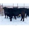 Image 1 : Pen 510 - 15 Black Angus X Middle-Aged Bred Cows - K&K Livestock