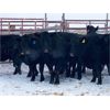 Image 1 : Pen 512 - 16 Black Angus X Middle-Aged Bred Cows - K&K Livestock