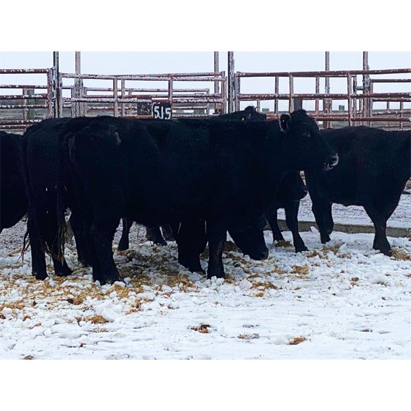 Pen 514 - 8 Black Angus X Middle-Aged Bred Cows - K&K Livestock