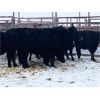 Image 1 : Pen 514 - 8 Black Angus X Middle-Aged Bred Cows - K&K Livestock