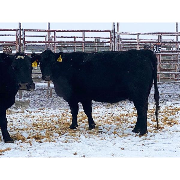 Pen 516 - 10 Black Angus X Middle-Aged Bred Cows - K&K Livestock