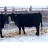 Image 1 : Pen 516 - 10 Black Angus X Middle-Aged Bred Cows - K&K Livestock