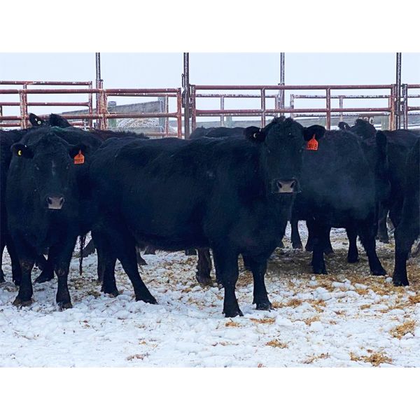 Pen 501 - 12 Black Angus X Middle-Aged Bred Cows - K&K Livestock