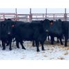 Image 1 : Pen 501 - 12 Black Angus X Middle-Aged Bred Cows - K&K Livestock