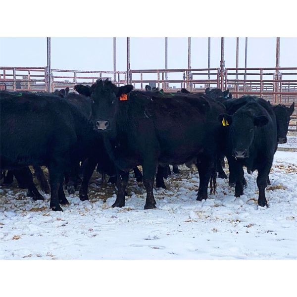 Pen 504 - 14 Black Angus X Middle-Aged Bred Cows - K&K Livestock
