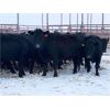 Image 1 : Pen 502 - 15 Black Angus X Middle-Aged Bred Cows - K&K Livestock
