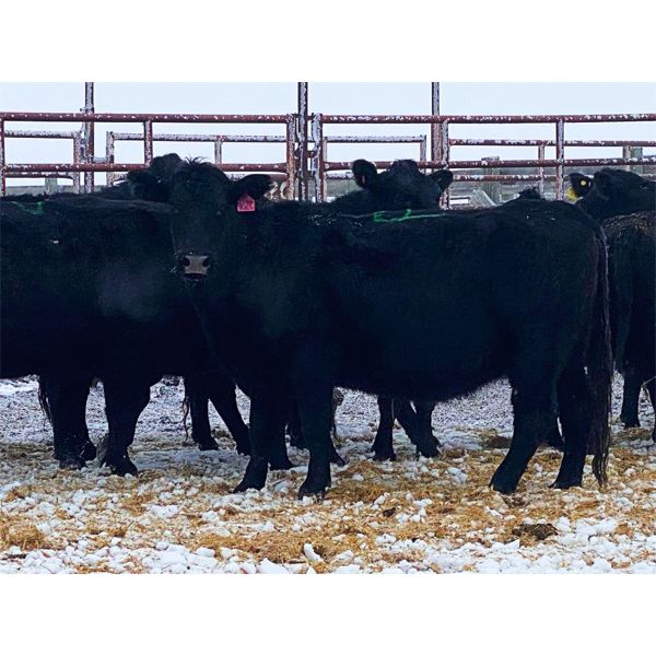 Pen 505 - 10 Black Angus X Middle-Aged Bred Cows - K&K Livestock