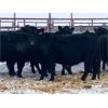 Image 1 : Pen 505 - 10 Black Angus X Middle-Aged Bred Cows - K&K Livestock