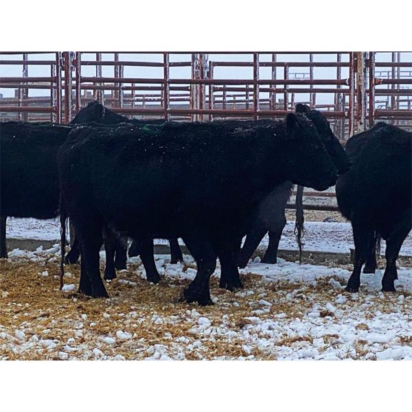 Pen 520 - 8 Black Angus X Middle-Aged Bred Cows - K&K Livestock