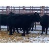 Image 1 : Pen 520 - 8 Black Angus X Middle-Aged Bred Cows - K&K Livestock