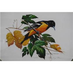 Roger Tory Peterson Oriole Print - Resigned