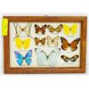 VINTAGE FRAMED BUTTERFLY SPECIMENS