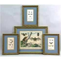 FOUR FRAMED PRINTS OF INSECTS AND BATS