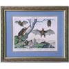 Image 2 : FOUR FRAMED PRINTS OF INSECTS AND BATS
