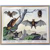 Image 3 : FOUR FRAMED PRINTS OF INSECTS AND BATS