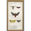 Image 4 : FOUR FRAMED PRINTS OF INSECTS AND BATS