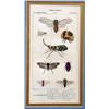 Image 6 : FOUR FRAMED PRINTS OF INSECTS AND BATS
