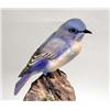 Image 3 : A PAIR OF DOROTHY DOUGHTY MOUNTAIN BLUEBIRDS