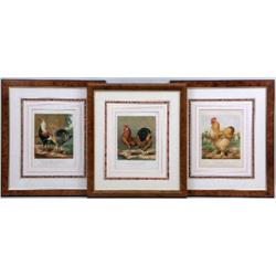 THREE FRAMED LITHOGRAPHS OF POULTRY