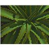 Image 1 : Bragg "Aloe Vera"