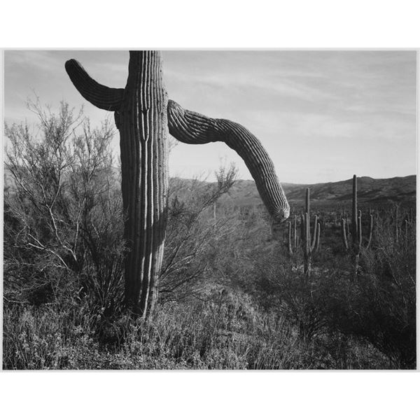 Adams - Cactus in Saguaro National Monument 3 in Arizona