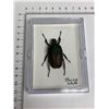 Image 1 : Large Preserved Mounted Exotic Beetle in Display Case