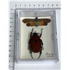 Image 1 : Large Preserved Mounted Exotic Beetle and moth in Display Case