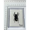 Image 1 : Large Preserved Mounted Exotic Scarab Beetle in Display Case