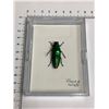 Image 1 : Large Preserved Mounted Exotic Emerald Ash Borer Beetle in Display Case